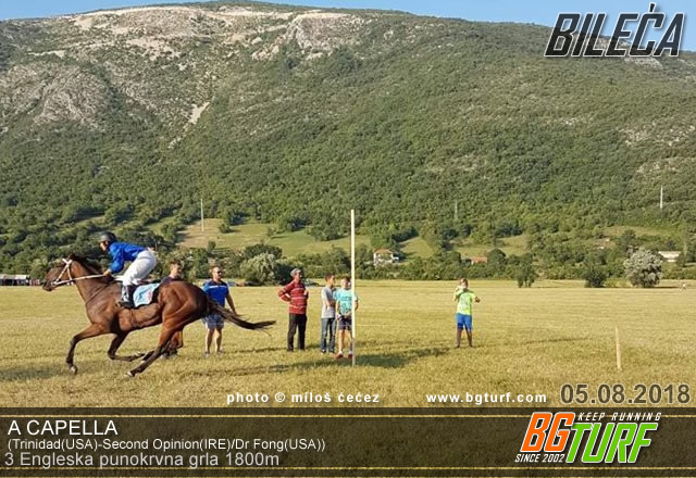 bgturf bileća