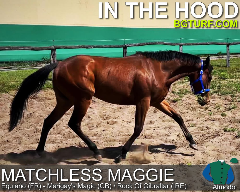 bgturf live race races gallop