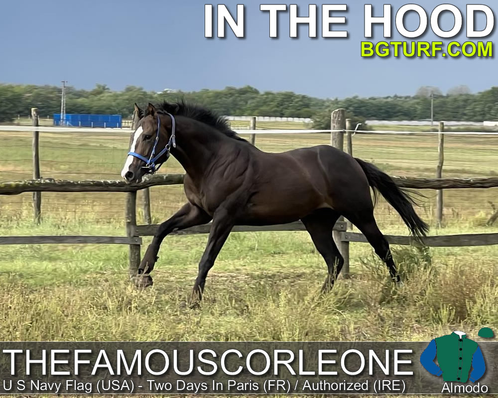 bgturf live race races gallop