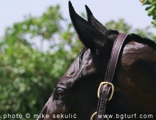 Klik za veću fotografiju...