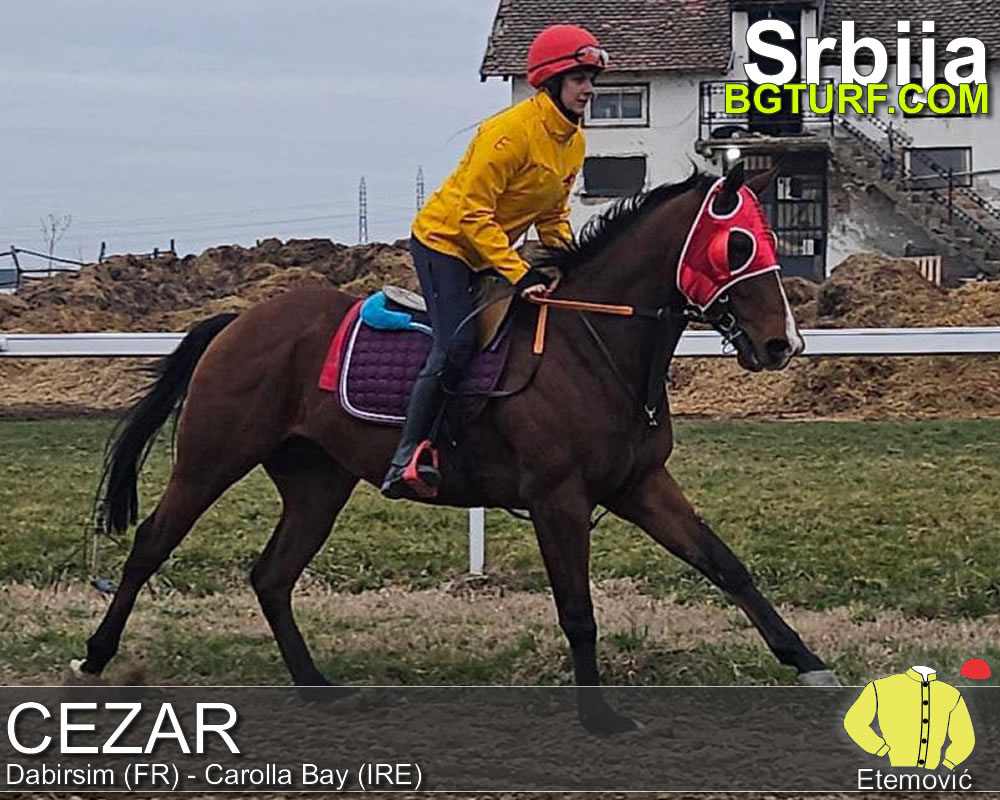 bgturf trening srbija