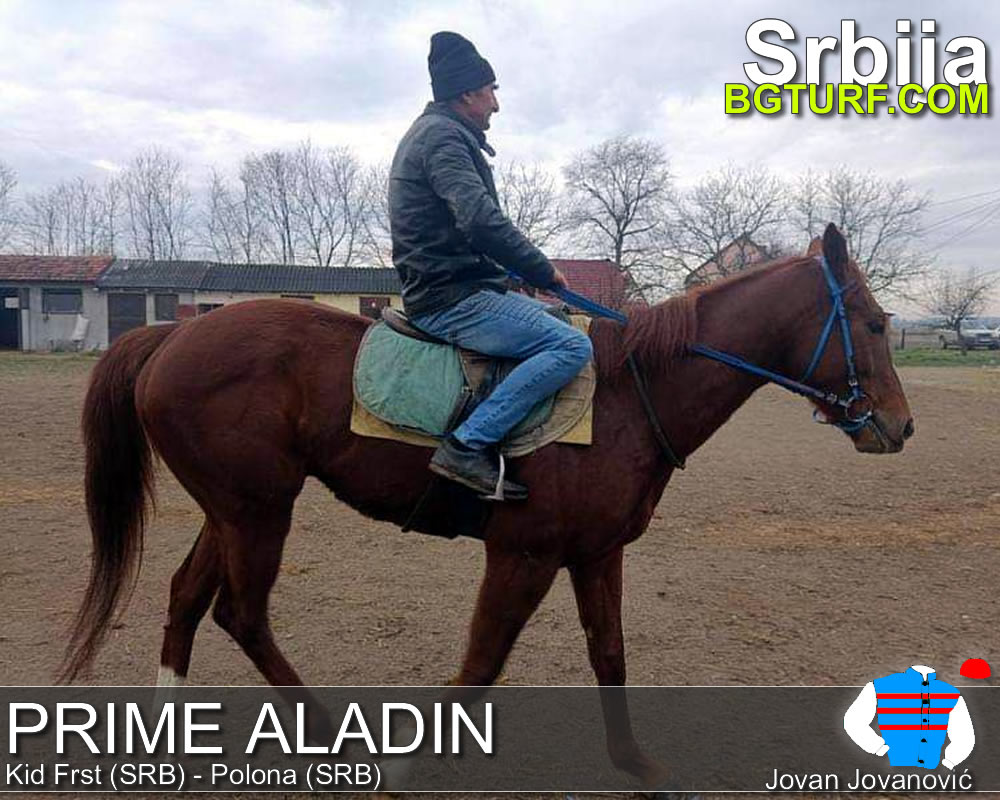 bgturf trening srbija
