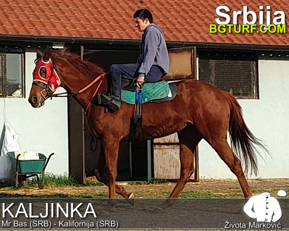 bgturf trening srbija