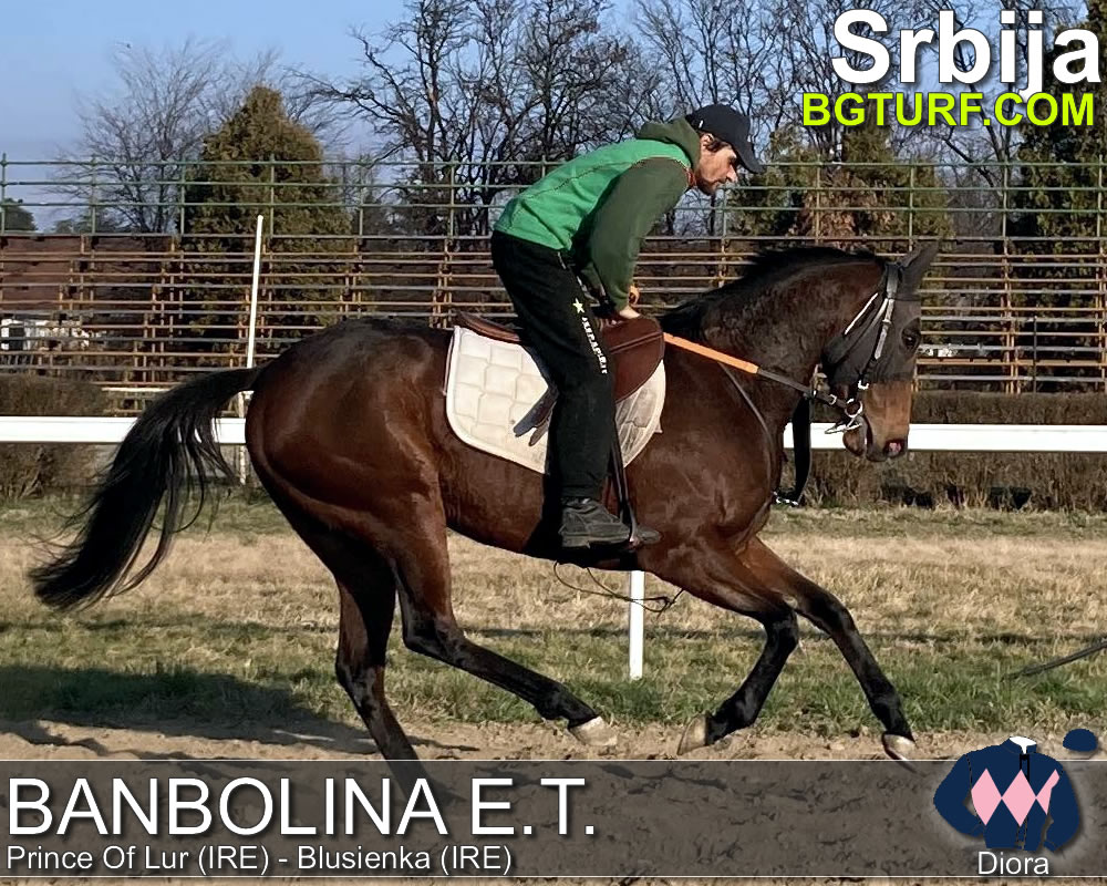 bgturf trening srbija
