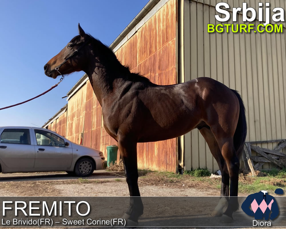 bgturf trening srbija