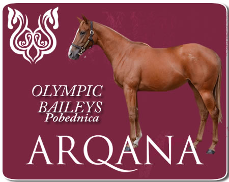 bgturf arqana