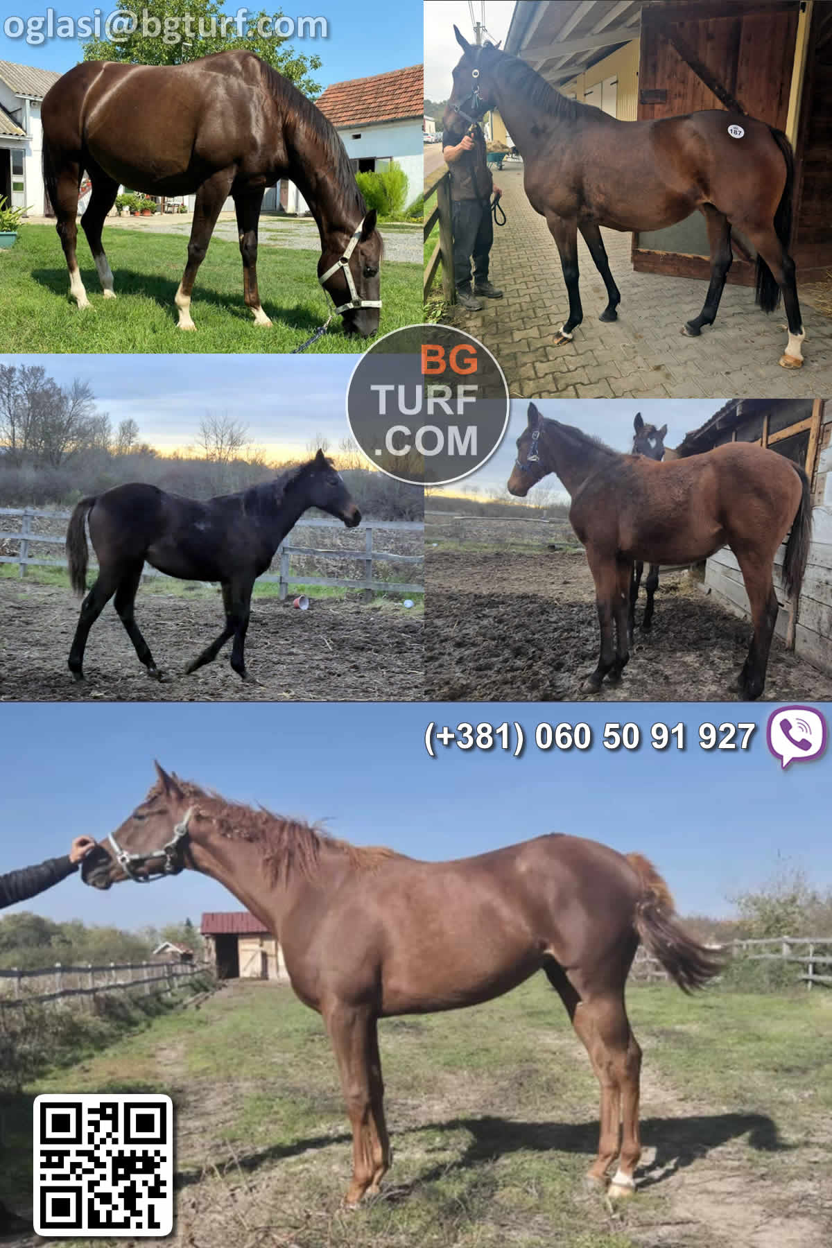 bgturf