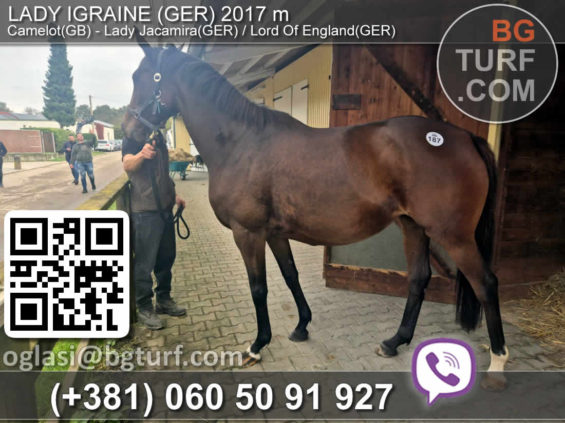 bgturf horses for sale