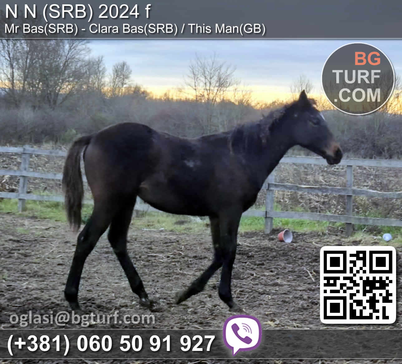 bgturf horses for sale