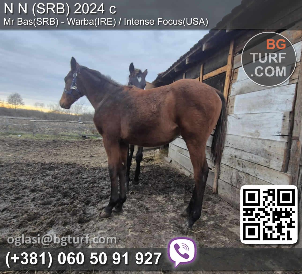 bgturf horses for sale