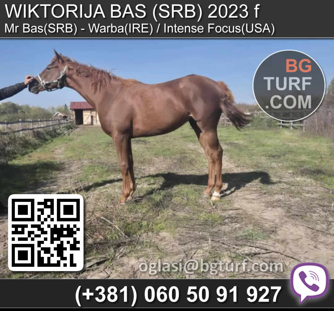bgturf horses for sale