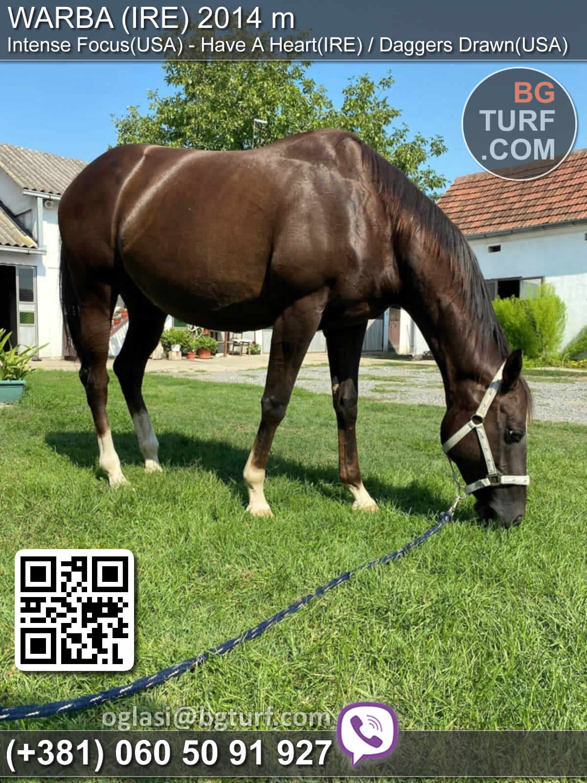 bgturf horses for sale
